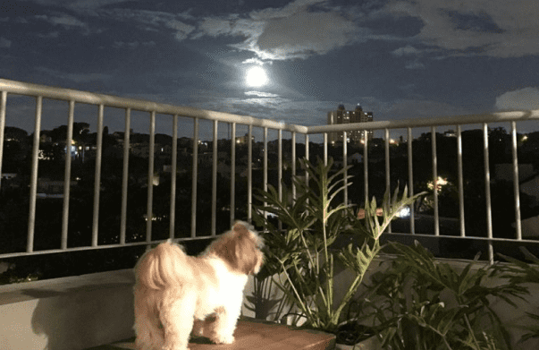 Vista da varanda com um cachorro e plantas
